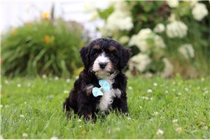 Silas - puppy for sale