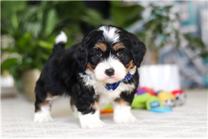 Karter - Bernedoodle, Mini for sale