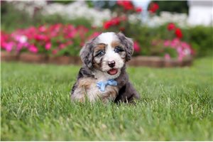 Sonny - puppy for sale