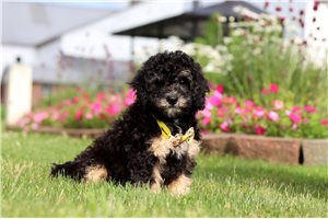 Owen - Bernedoodle, Mini for sale