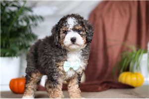 Otto - Bernedoodle, Mini for sale