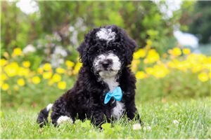 Onyx - puppy for sale