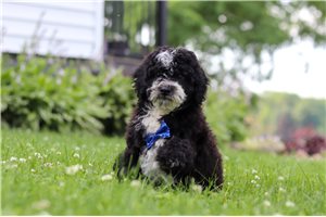 Onyx - Bernedoodle, Mini for sale