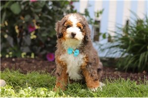 Truman - puppy for sale