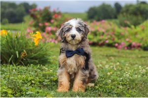 Sonny - Bernedoodle, Mini for sale