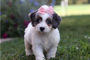 Nova - Bernedoodle, Mini for sale