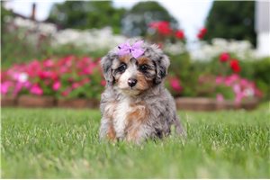 Stacey - puppy for sale
