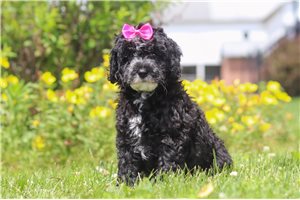 Oreo - Bernedoodle, Mini for sale