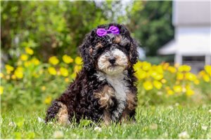 Oksana - puppy for sale