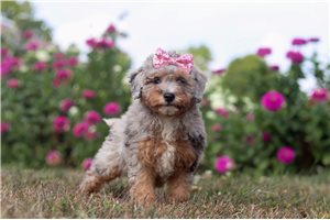 Nevaeh - Bernedoodle, Mini for sale