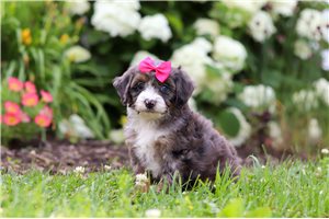 Sophia - puppy for sale