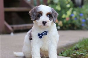 Nathan - puppy for sale