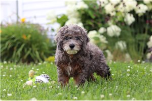 Oswald - Bernedoodle, Mini for sale