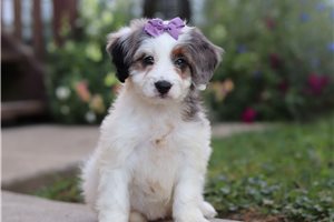 Nikki - Bernedoodle, Mini for sale