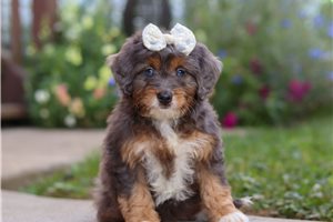 Natalia - Bernedoodle, Mini for sale