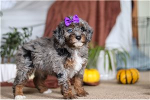 Oksana - Bernedoodle, Mini for sale