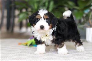 Kyrie - Bernedoodle, Mini for sale