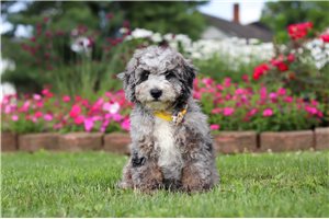 Ollie - Mini Bernedoodle for sale