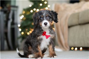 Mikey - puppy for sale