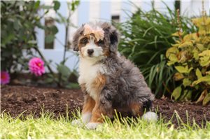 Tiana - Mini Bernedoodle for sale