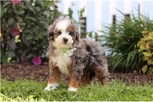 Tanner - puppy for sale