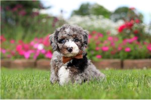 Shawn - Bernedoodle, Mini for sale
