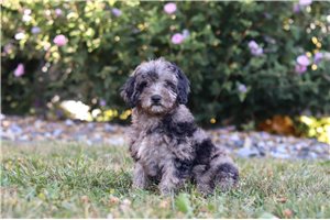 Kourtney - Poodle, Miniature for sale