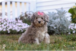 Kyra - puppy for sale