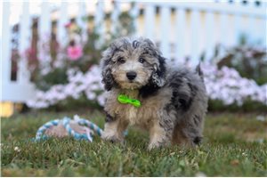 Kenneth - Poodle, Miniature for sale
