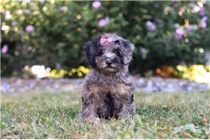 Kristen - Poodle, Miniature for sale