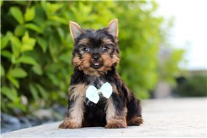 Pugsley - puppy for sale