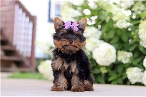 Pepper - Yorkshire Terrier - Yorkie for sale