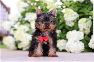 Pugsley - Yorkshire Terrier - Yorkie for sale