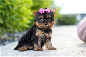 Pepper - Yorkshire Terrier - Yorkie for sale