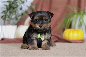 Nico - puppy for sale