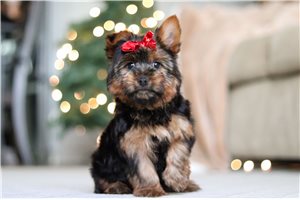 Noreen - Yorkshire Terrier - Yorkie for sale