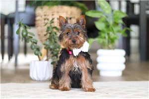 Nala - Yorkshire Terrier - Yorkie for sale