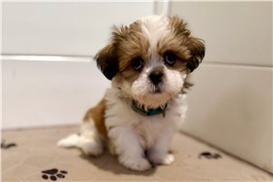 Samuel - Shih Tzu for sale
