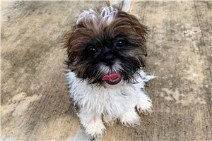 Tigger - Shih Tzu, placed in Tampa Bay Area