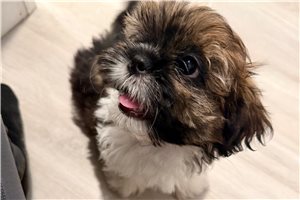 Tigger - Shih Tzu for sale