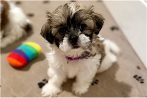Scarlett - Shih Tzu for sale