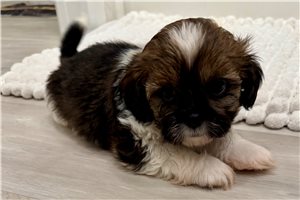 Tigger - puppy for sale