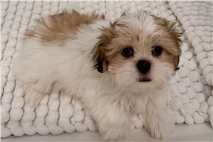 Sebastian - Shih Tzu for sale