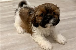 Trudy - Shih Tzu for sale