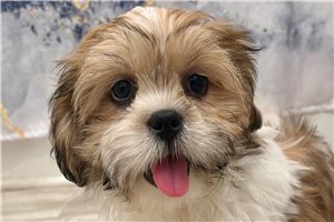 Thomas - Shih Tzu for sale