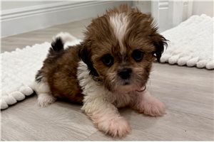 Tina - puppy for sale