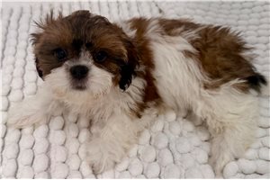 Sophia - Shih Tzu for sale