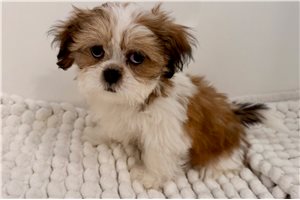 Samuel - Shih Tzu for sale