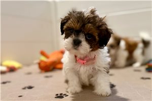 Sophia - Shih Tzu for sale
