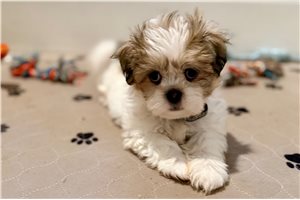 Sebastian - Shih Tzu for sale